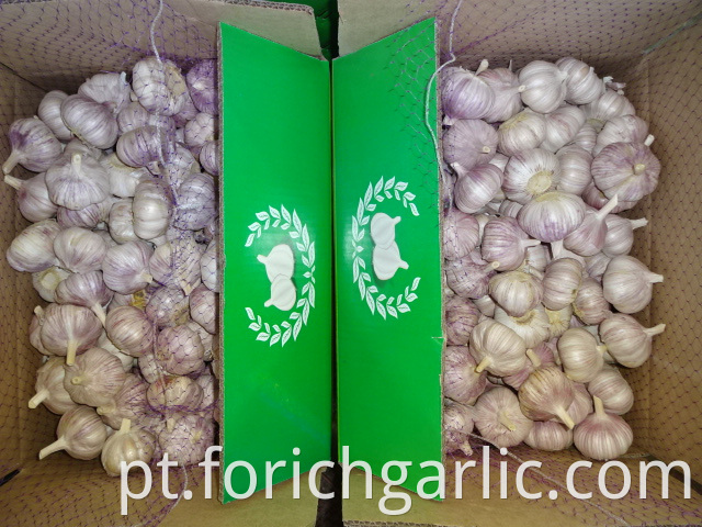 Size 5 0cm Garlic